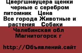 Цвергшнауцера щенки черные с серебром питомник › Цена ­ 30 000 - Все города Животные и растения » Собаки   . Челябинская обл.,Магнитогорск г.